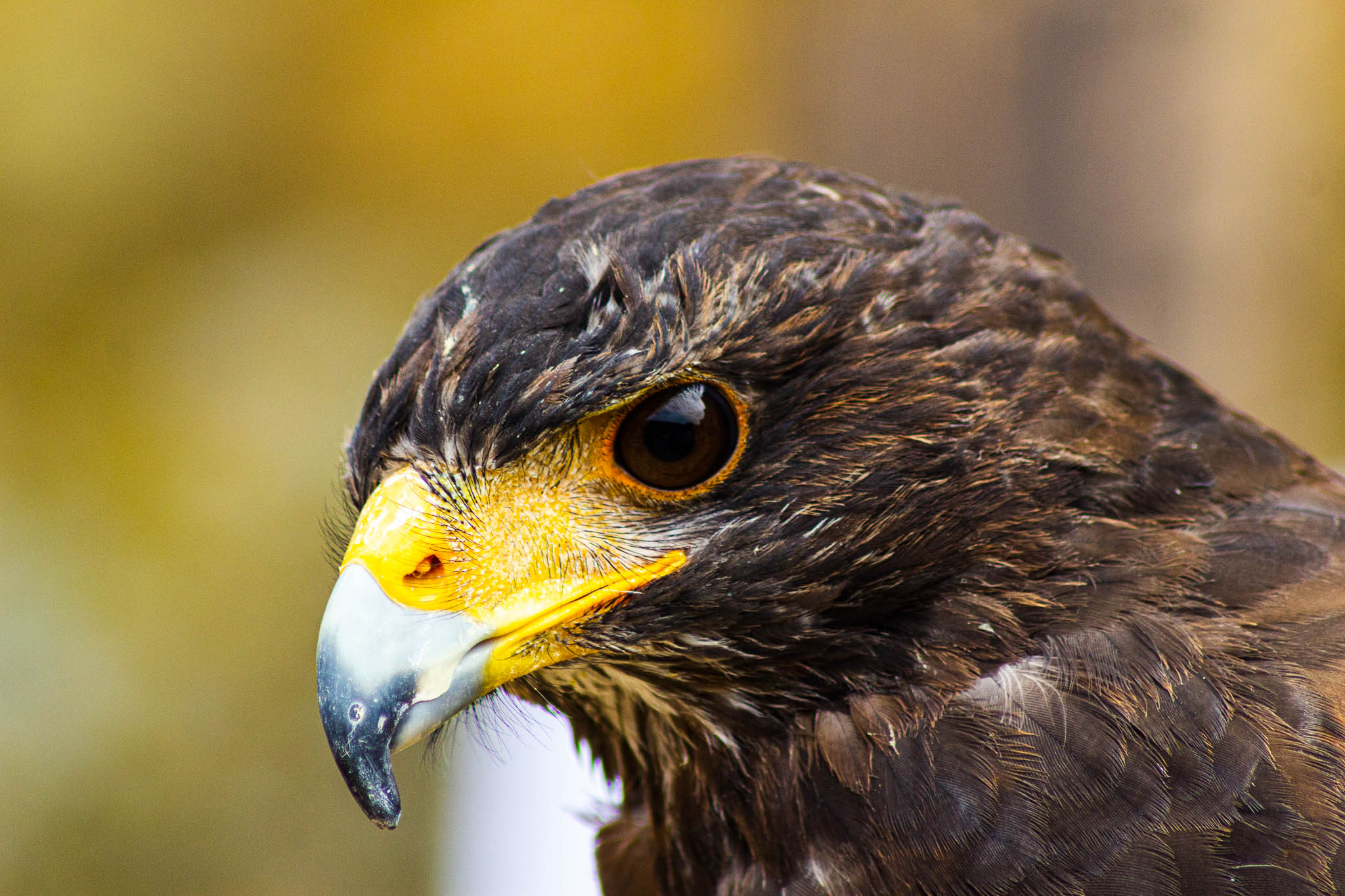 Can't remember which species, but it was in a display by Sharandys Birds of Prey at Abbotsbury Children's Farm.